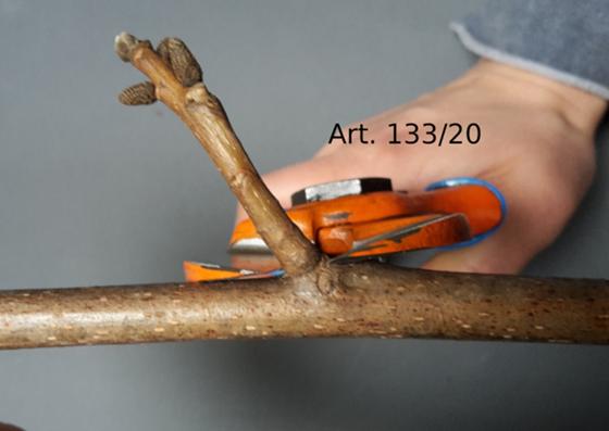 For pruning orchards, vineyards and olive groves